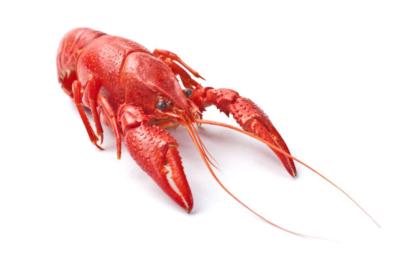 crayfish