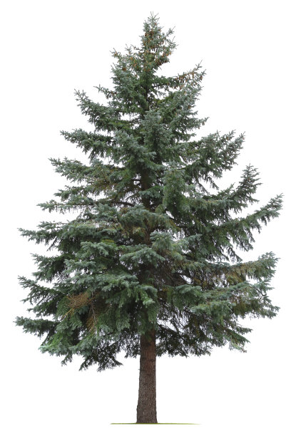 pinus