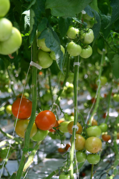 塑料大棚番茄栽培