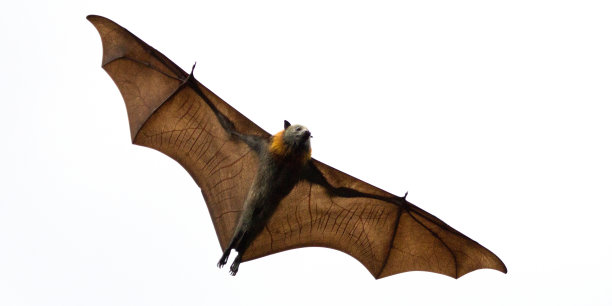 bat