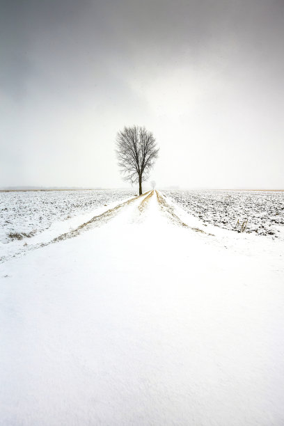 冬季雪原一棵树