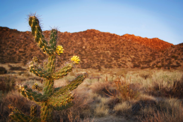cacti