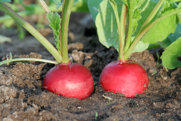 radishes