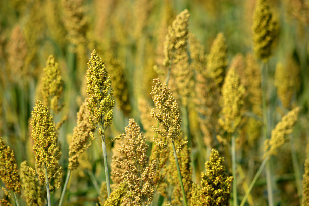 millet