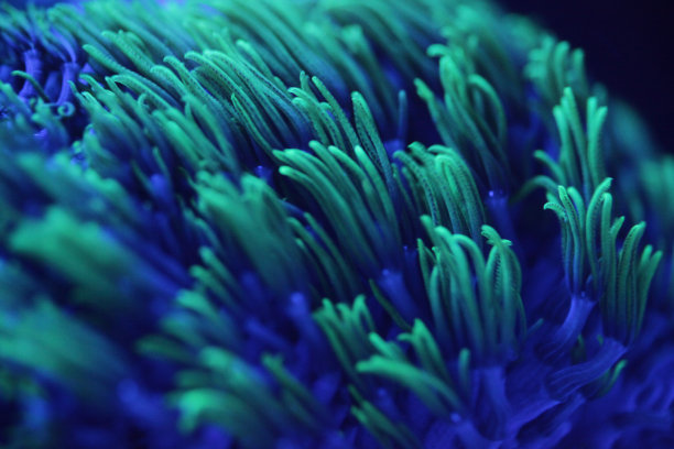 corals