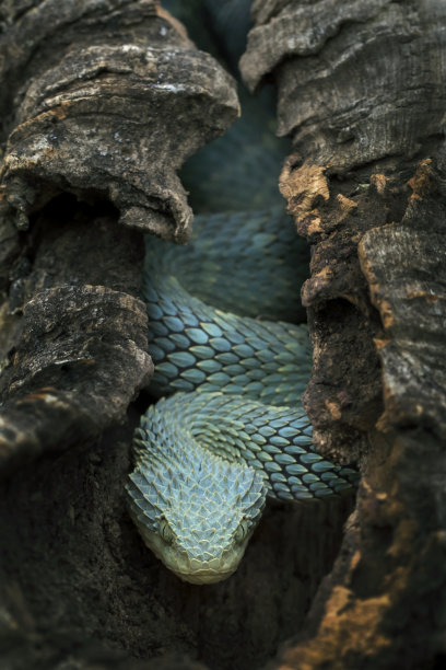 snake