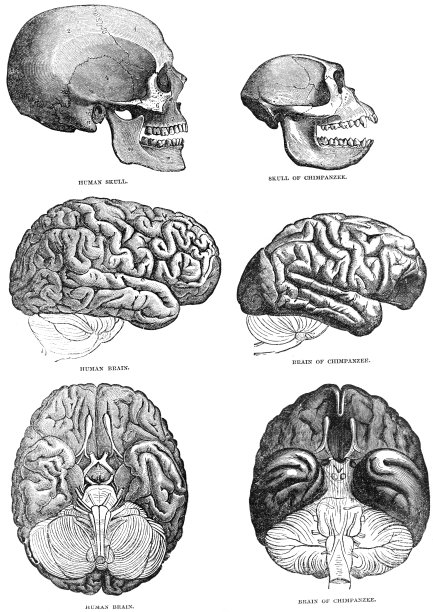brain