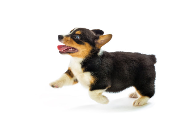 puppy