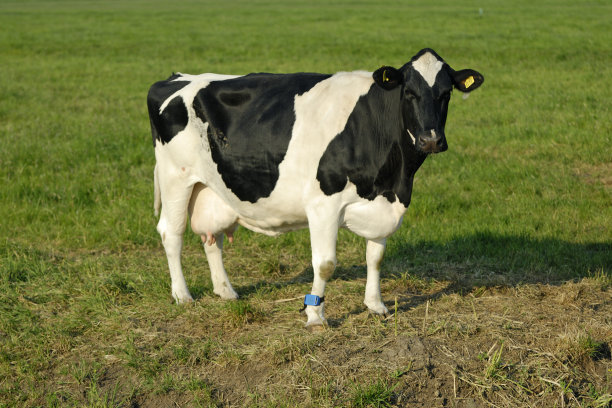 cow