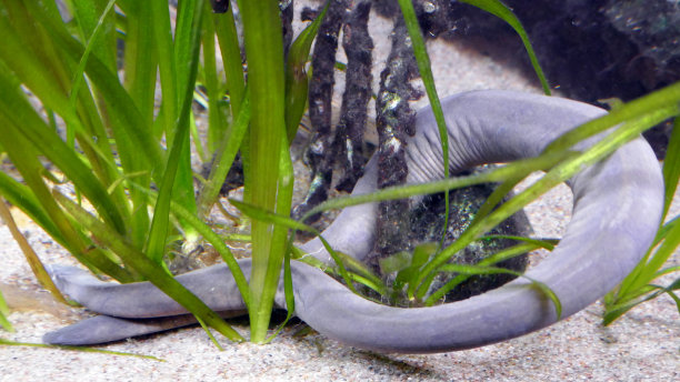 caecilian