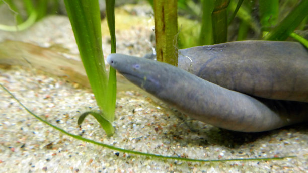 caecilian
