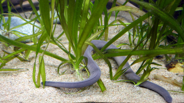 caecilian