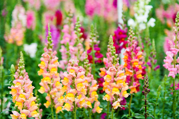 snapdragon
