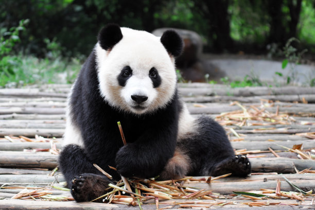黑白大熊猫