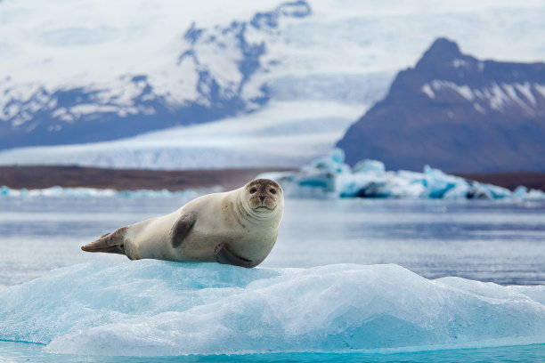 seal