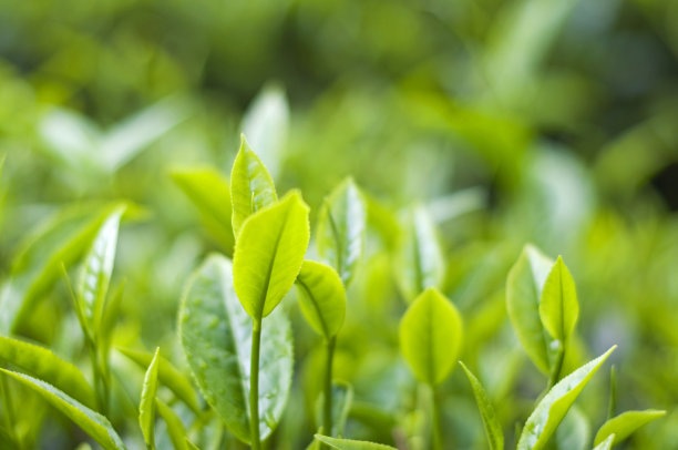 茶叶特写,红茶,白茶