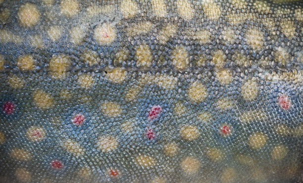 salvelinus