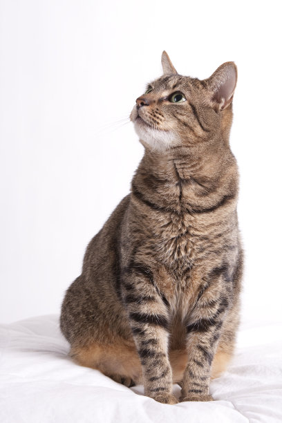 斑纹猫