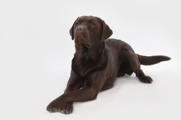 labrador