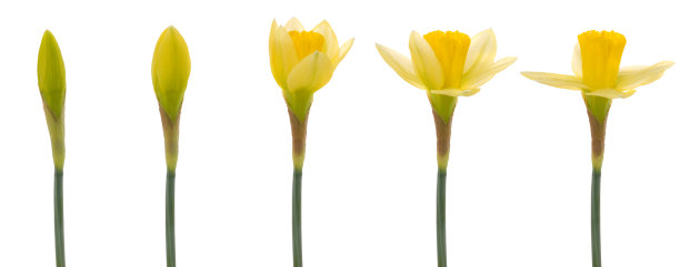 buds