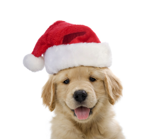 宠物狗棚拍圣诞气氛