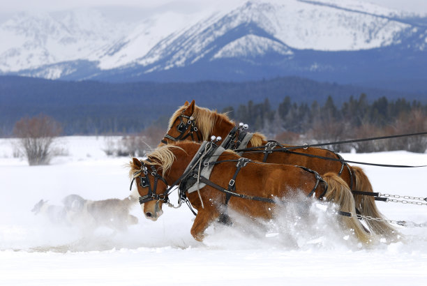 horse