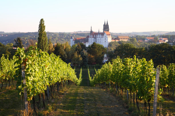 vineyard