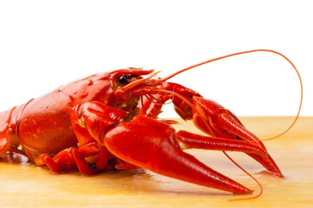 crawdad