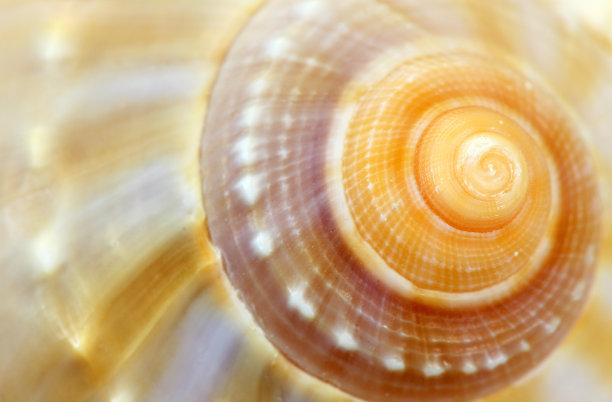shells