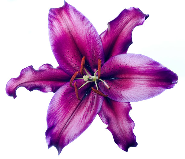 紫红花