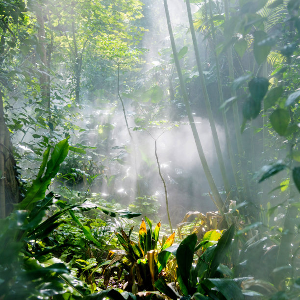 jungle