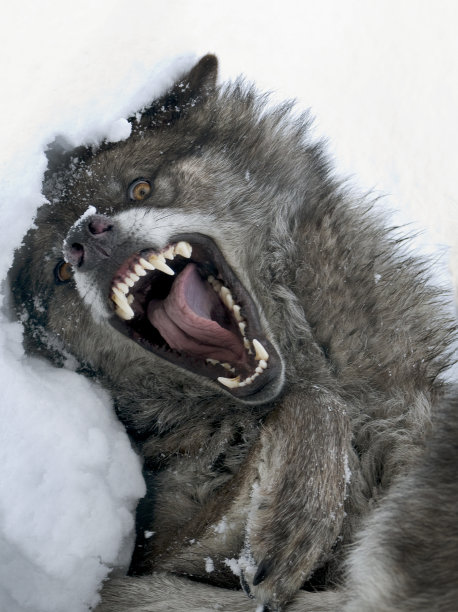 wolf