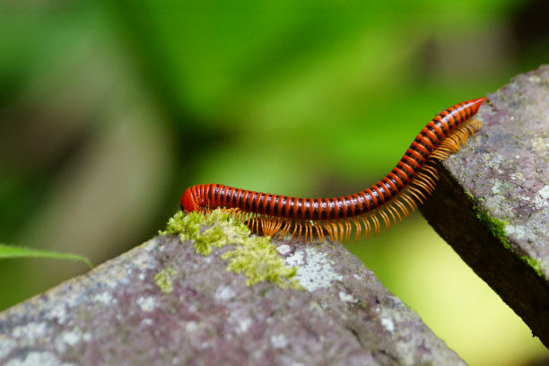 millipede