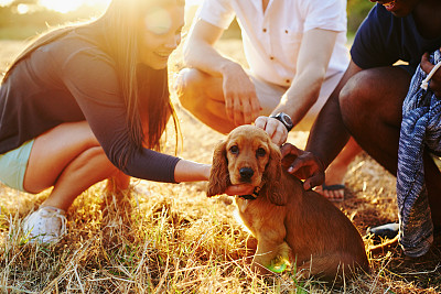 pet