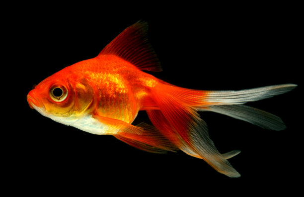 carassius