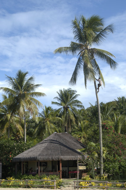 椰林木屋