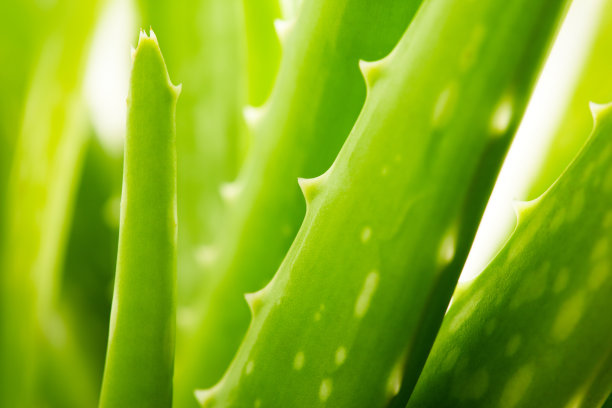 aloe