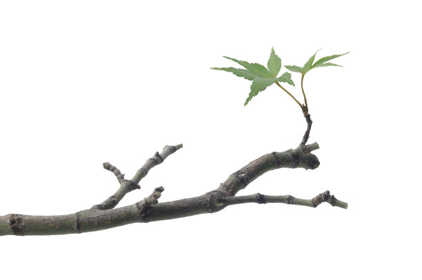 branch
