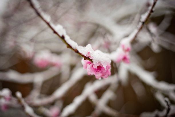 冬季的桃花