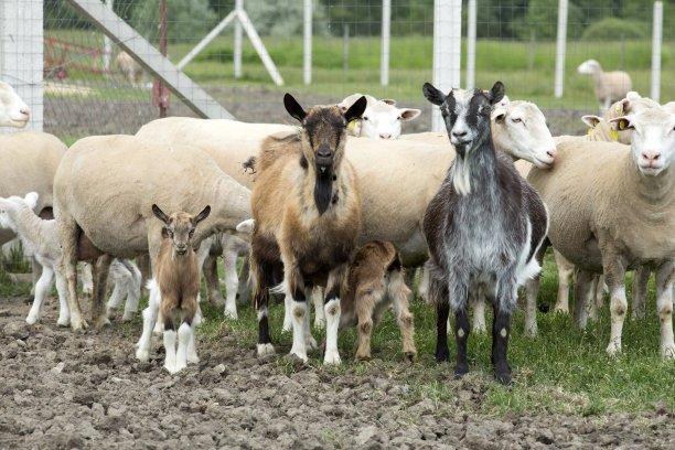 sheep