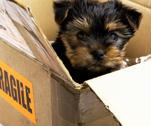 fragile