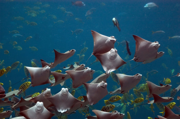 stingray
