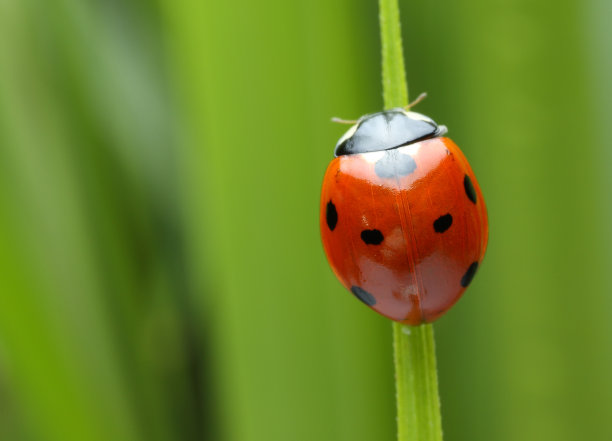 entomology