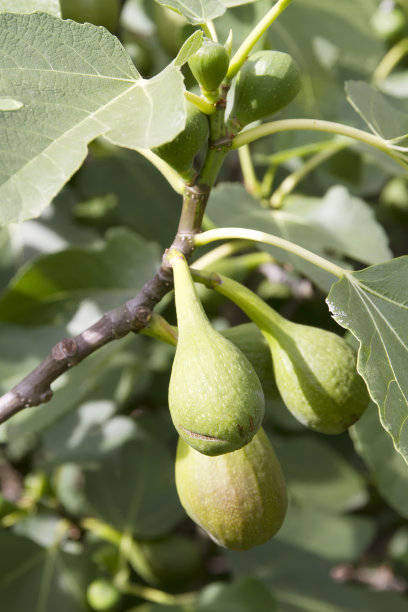 ficus