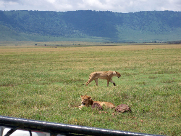 ngorongoro