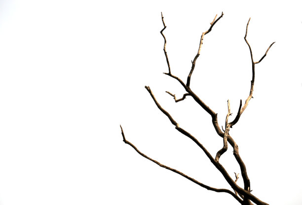 branches