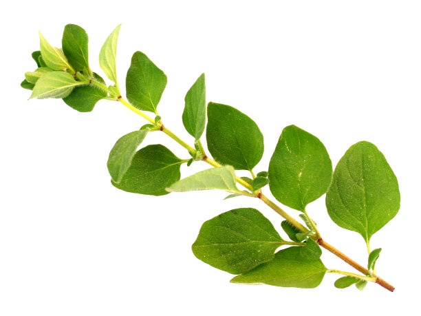 oregano