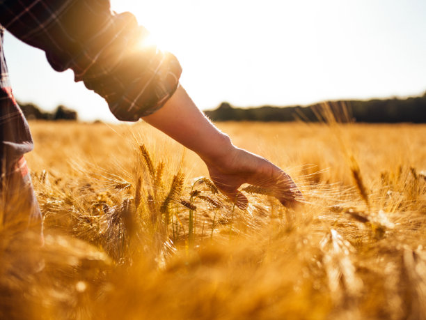 harvest