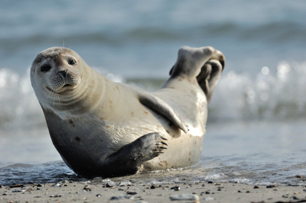seal