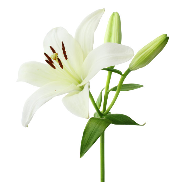 lilium